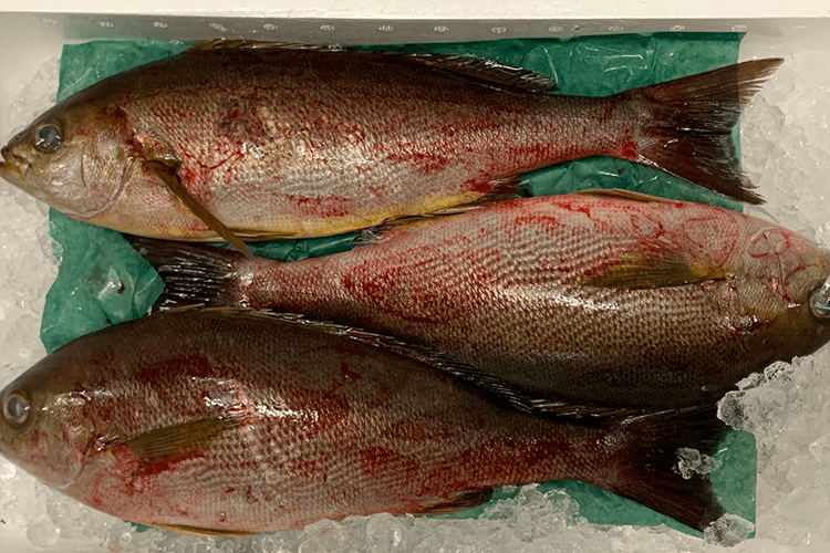 mizucho-fish1